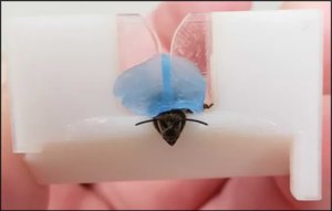 honigbiene-im-labor.jpg