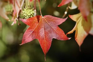 amberbaum-blatt-herbstlaub-seestern-frucht.jpg
