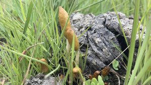 Haluzinogene-Pilze Psilocybe-maluti wächst in kuhdung.jpg