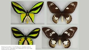 schmetterling-evolution-männlich-weiblich.jpg