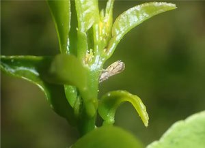 asiatische psyllid mücke überträgt bakterien auf zitrusfrüchte.jpg