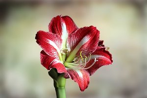 amaryllis-blüte rot weis.jpg