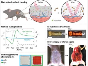 optical transparency in live animals with absorbing molecules.jpg