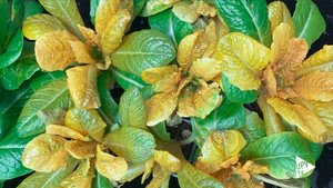 multiplies the beta-carotene content in plant leaves.jpg
