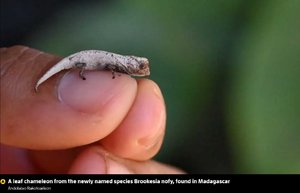Tiny chameleon in Madagascar.jpg