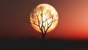 blutmond baum schatten.jpg