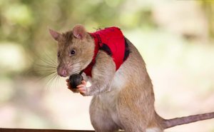 riesen ratte mit roter weste.jpg