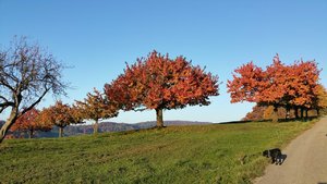 herbst-baum orange rotes laub.jpg