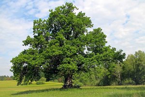 eiche baum im feld wiese mit bank.jpg