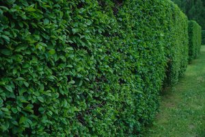 grüne hecke.jpg