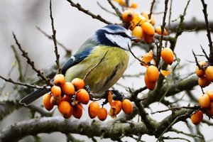 Blaumeisen überwintern immer in Bayern Der Wintervogelatlas soll zeigen ob der Klimawandel das .jpeg
