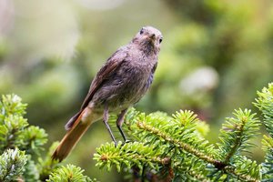 Des Hausrotschwanz ist der Vogel des Jahres 2025 Doch was hat er davon eine Art des Jahres zu s.jpeg