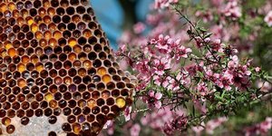 manuka-honig-myrte.jpg