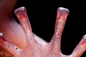 Take a back seat gecko feet bloodpumping salamander toes get a great grip.jpeg