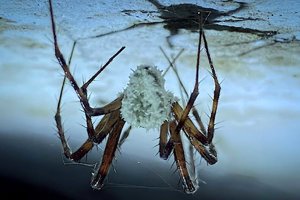 New zombie fungus infects and controls cave spiders.jpg