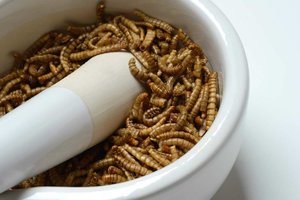 Symbolbild Mehlwurmpulver in Lebensmitteln seit heute in der Europäischen Union zugelassen.jpeg
