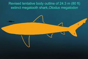 Megalodon may have been much bigger than we thought.jpeg