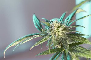 cannabis pflanze blatt.jpg