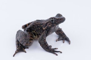Stinky frog leads to powerful antibiotic thats easy on the gut.jpg