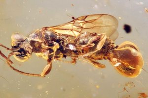 Ancient parasite used Venus flytraplike butt to lay eggs in victims.jpg
