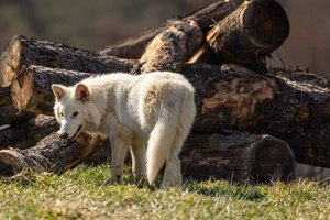 Die erfolgreiche Geburt von drei Schattenwölfen ist Colossals jüngster Versuch ausgestorbene Ti.jpeg