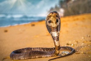 One man 856 venom hits and the path to a universal snakebite cure.jpg