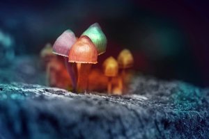 Immune system found to trigger fear but psychedelics block it.jpg