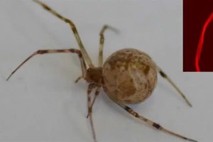 Worlds first geneedited spider produces red fluorescent silk.png