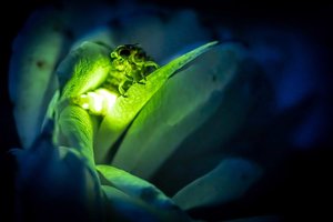 New viruslighting bioluminescence is 515x better than anything weve seen.jpg