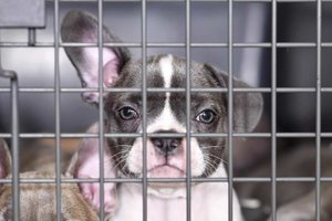 Welpe einer Französischen Bulldogge im Käfig hinter Gittern.jpeg