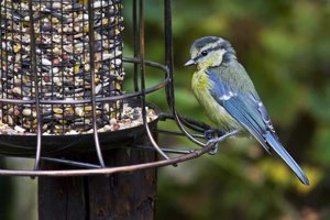 Vogelfütterung im Sommer Vorteile Gefahren und Tipps zur Umsetzung.jpeg