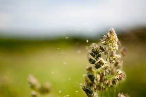 Hay fever breakthrough Molecular shield blocks allergy trigger at the site.jpg