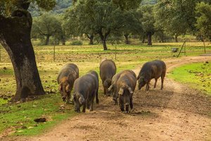 qualität schinken gesunde freiland schweine rasse iberico eichen.jpg