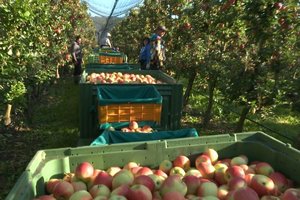 Die Obstbauern am Bodensee setzen auf ClubÄpfel.jpeg