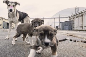 The blue dogs of Chornobyl reveal a stranger richer world than imagined.png