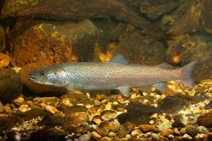Der Huchen auch DonauLachs genannt kommt in der Donau selten vor Er braucht frei fließendes Was.jpeg