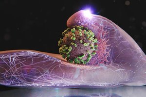 We can now watch influenza enter human cells.png