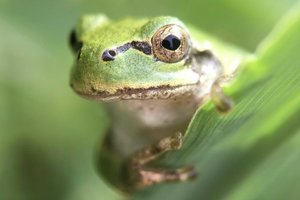 Frog gut bacterium eliminates cancer tumors in mice with a single dose.png