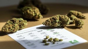 inhaltstoffe test von cannabisblüte.jpg