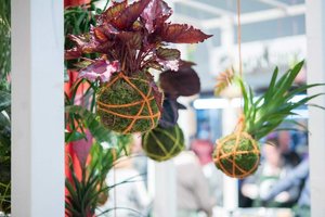 Kokedama Japanische MoosballPflanzen selbst machen.jpeg