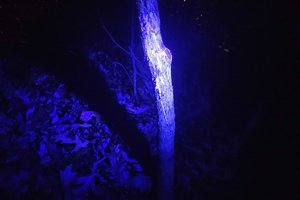Forests glow under UV light and deer can see it.jpg