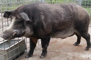 Pigboar hybrids in Fukushima evacuation zone rewrite wild genomes.jpg