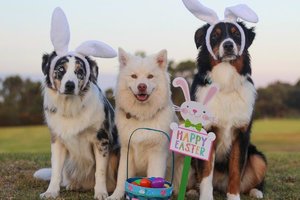 Die schönsten Ostergrüße für WhatsApp 2026.jpg