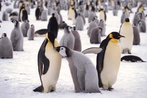 Die Kaiserpinguine sind vom Aussterben bedroht.jpeg