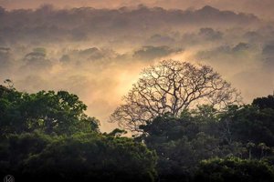 Symbolbild Hohe Temperaturen setzen Insekten in den Tropen unter Hitzedruck Der Klimawandel bed.jpeg