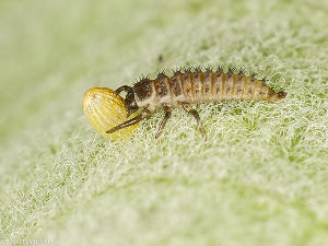 63dd59e63198d450a83d99e2_oeuf-monarque-larve-coccinelle.jpg