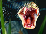 106582-aspisviper.jpg