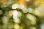 bokeh-texture-for-your-use.jpg