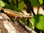 dscf7295qaju4.jpg