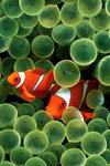 wallpaper-clown-fish.jpg